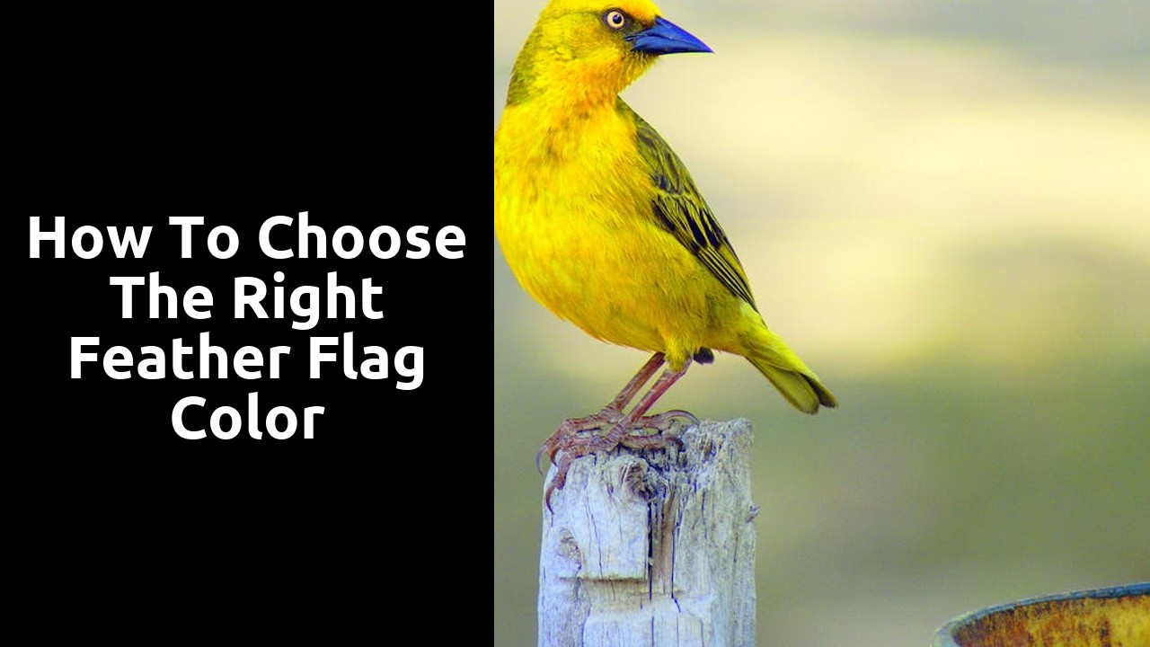 How to Choose the Right Feather Flag Color